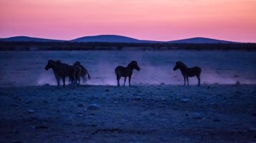 silhouette of four horse standing on sand photo during golden hour